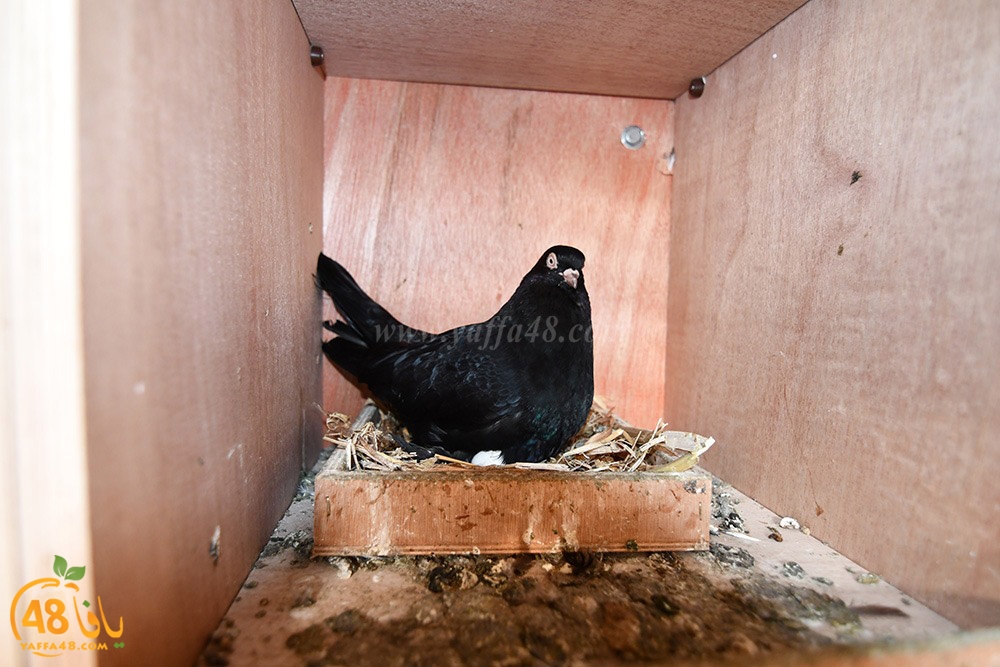 zohdi 3ashoor (18).jpeg